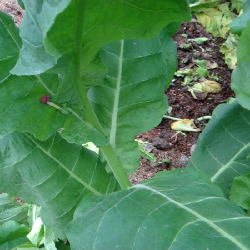 Tobacco seeds - Burley 9 - 100