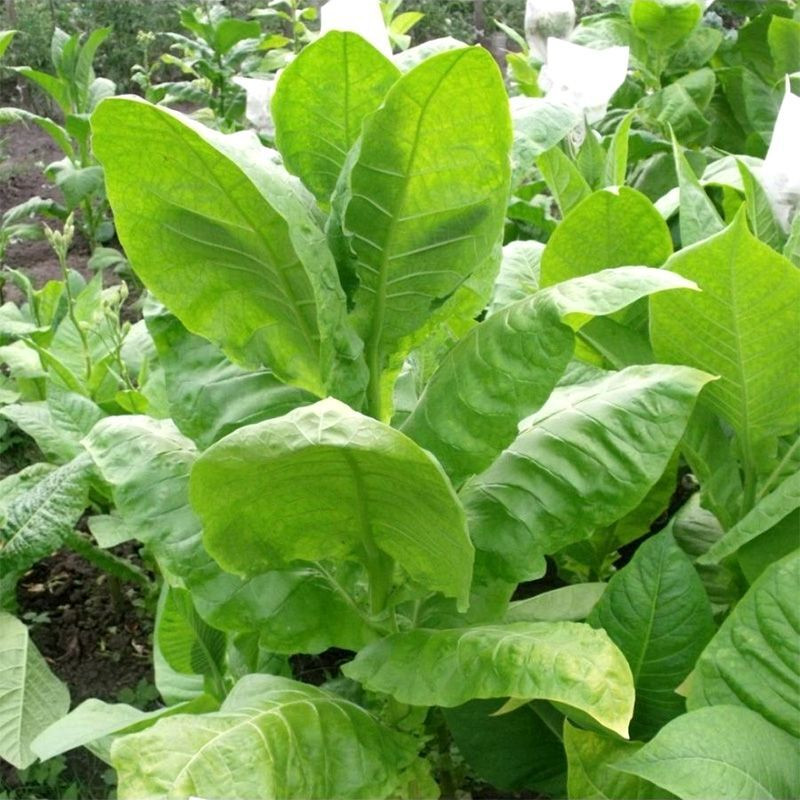 Tobacco seeds - Burley 9 - 100