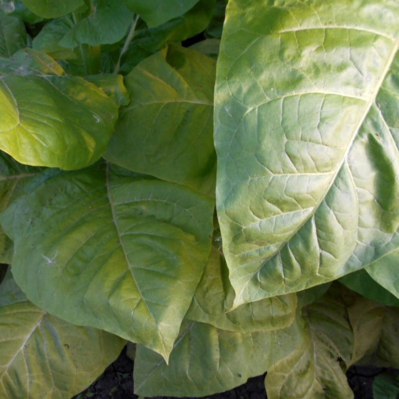 Tobacco seeds - Burley 9 - 100