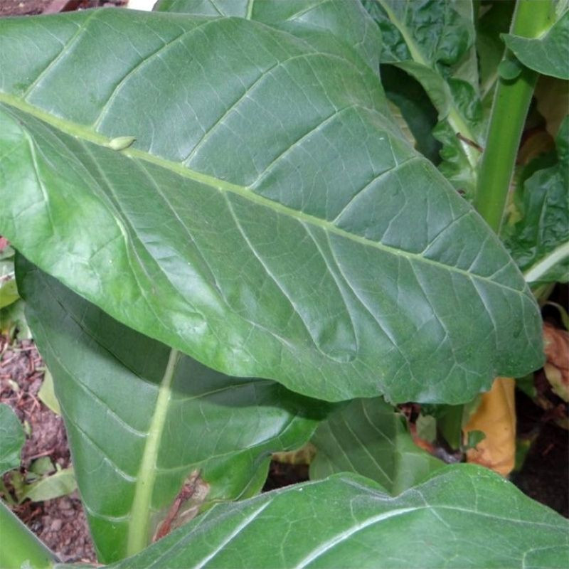 Tobacco seeds - Izmir Ozbas - 300