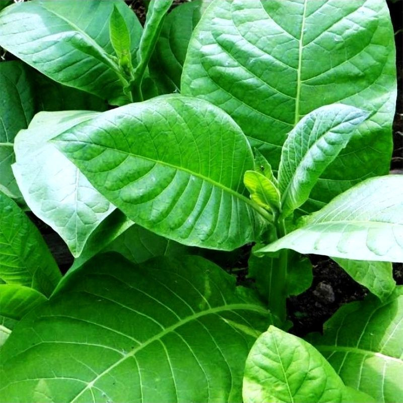 Tobacco seeds - Izmir Ozbas - 300