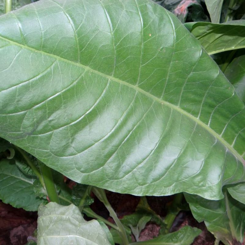Tobacco seeds - Izmir Ozbas - 300