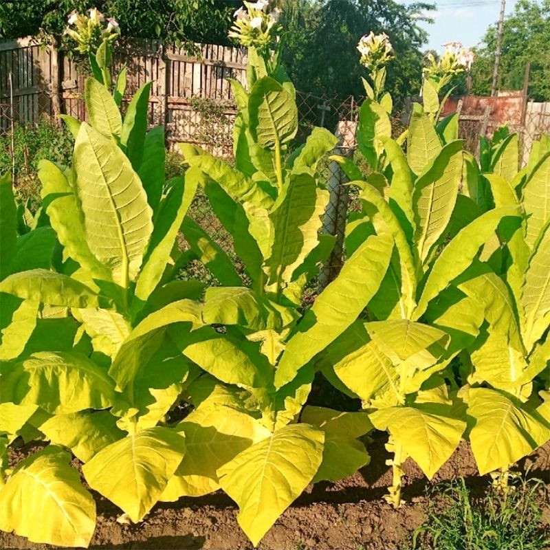 Tobacco seeds - Izmir Ozbas - 300