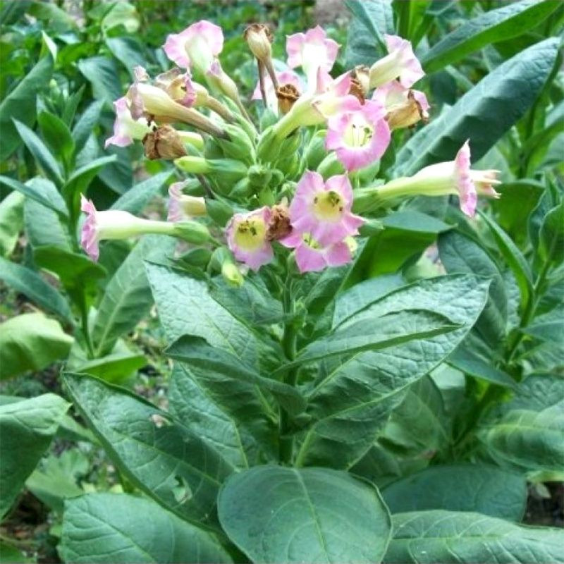 Tobacco seeds - Izmir Ozbas - 300