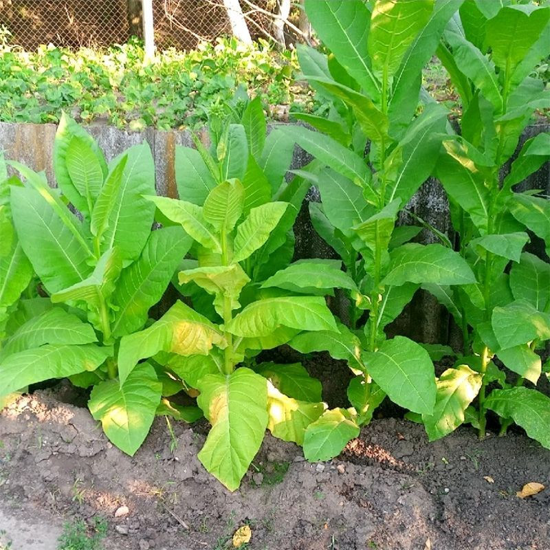 Tobacco seeds - Izmir Ozbas - 300