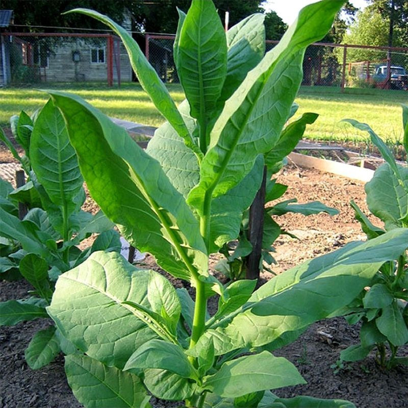 Tobacco seeds - Izmir Ozbas - 300