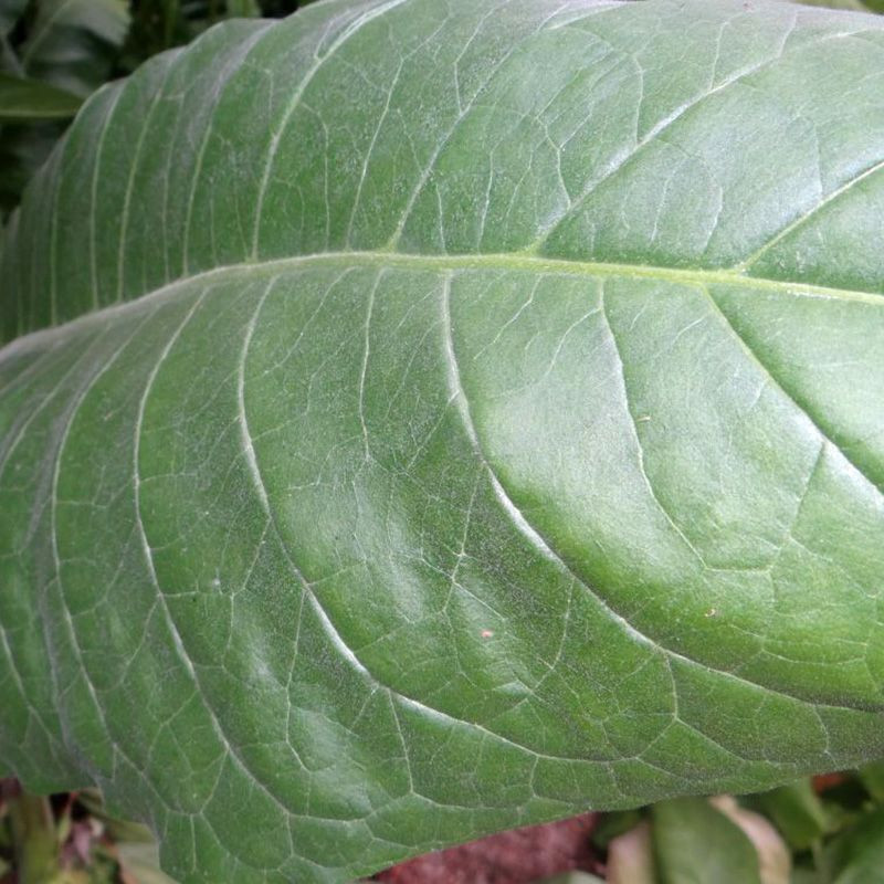 Tobacco seeds - Izmir Ozbas - 300