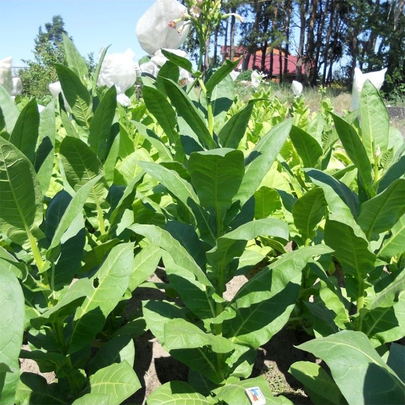 Tobacco seeds - Izmir Ozbas - 100