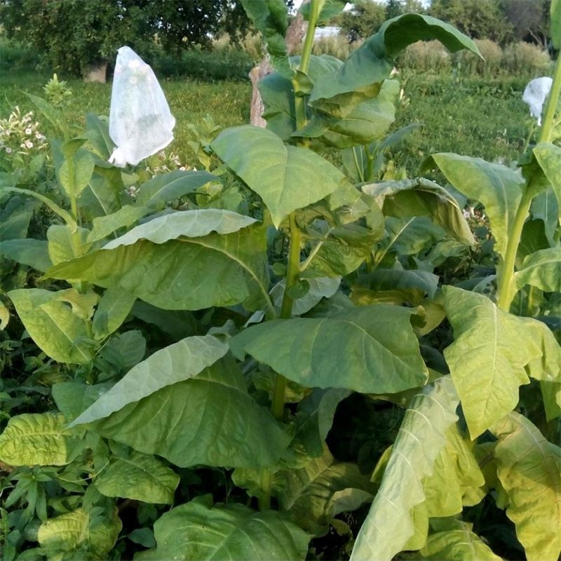 Tobacco seeds - Izmir Ozbas - 300