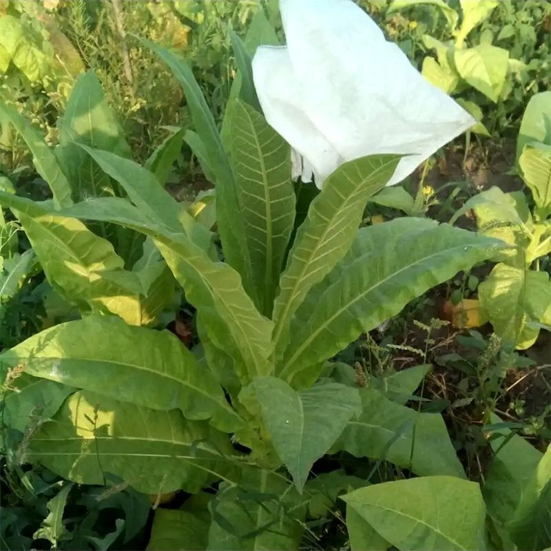 Tobacco seeds - Orinoco - 100
