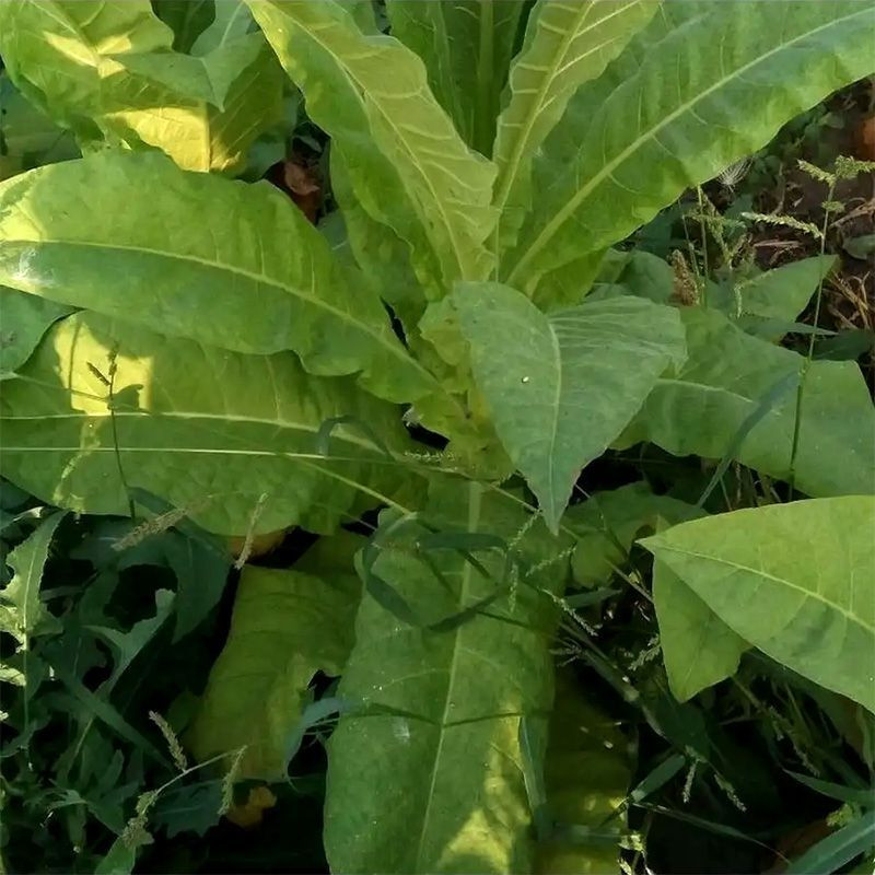 Tobacco seeds - Orinoco - 100