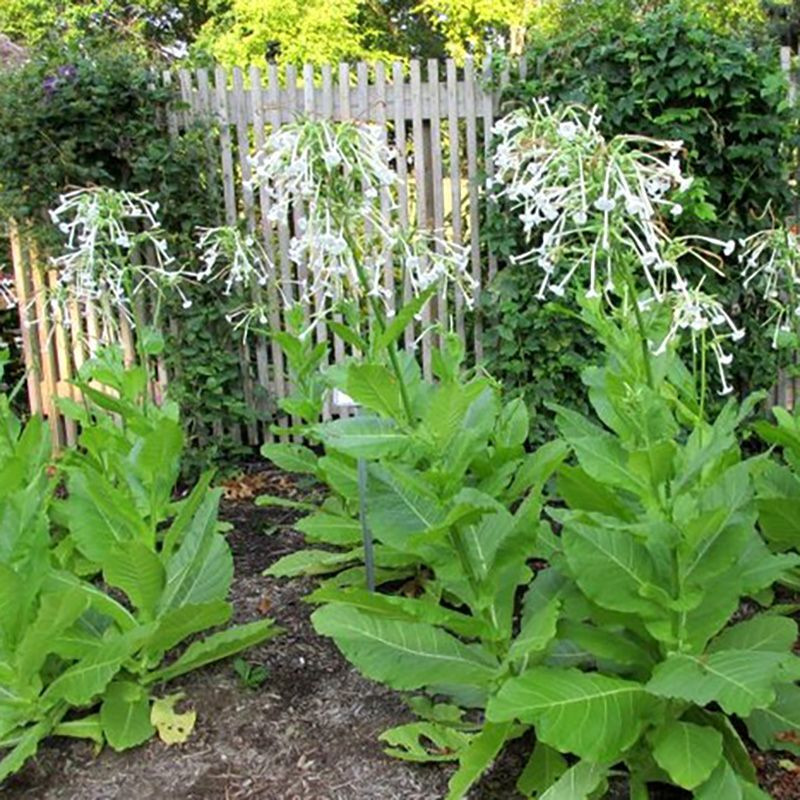 Tobacco seeds - Woodland - 50