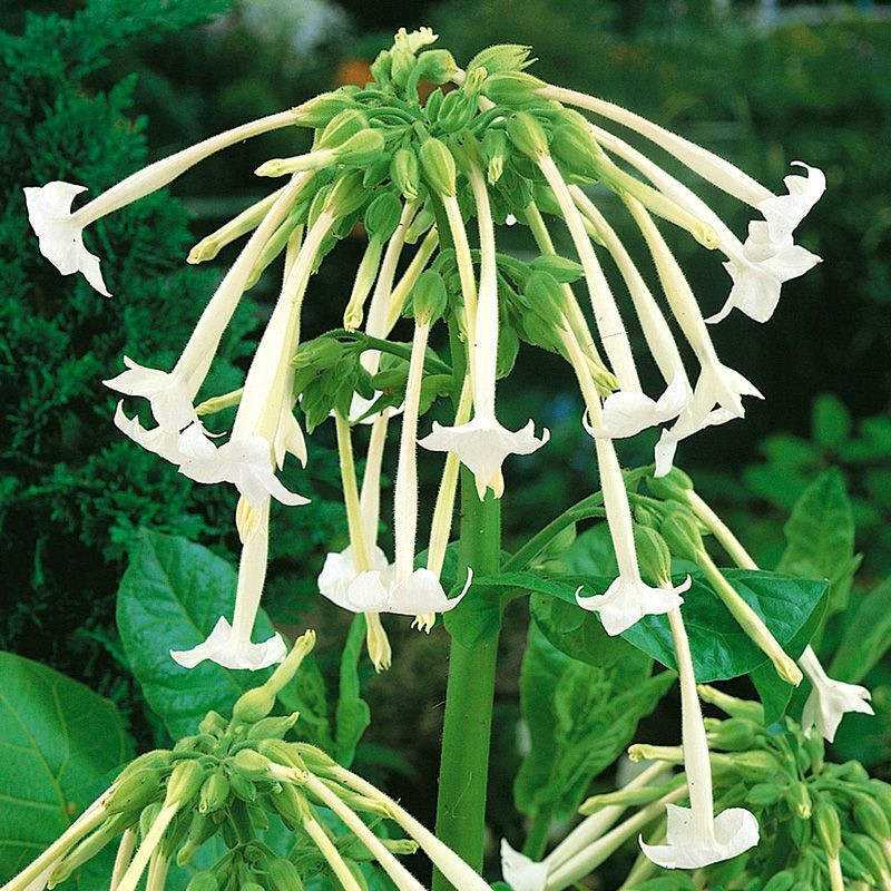 Tobacco seeds - Woodland - 50