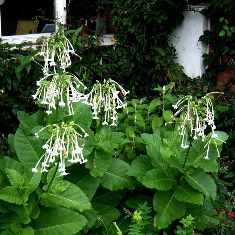 Tobacco seeds - Woodland - 100