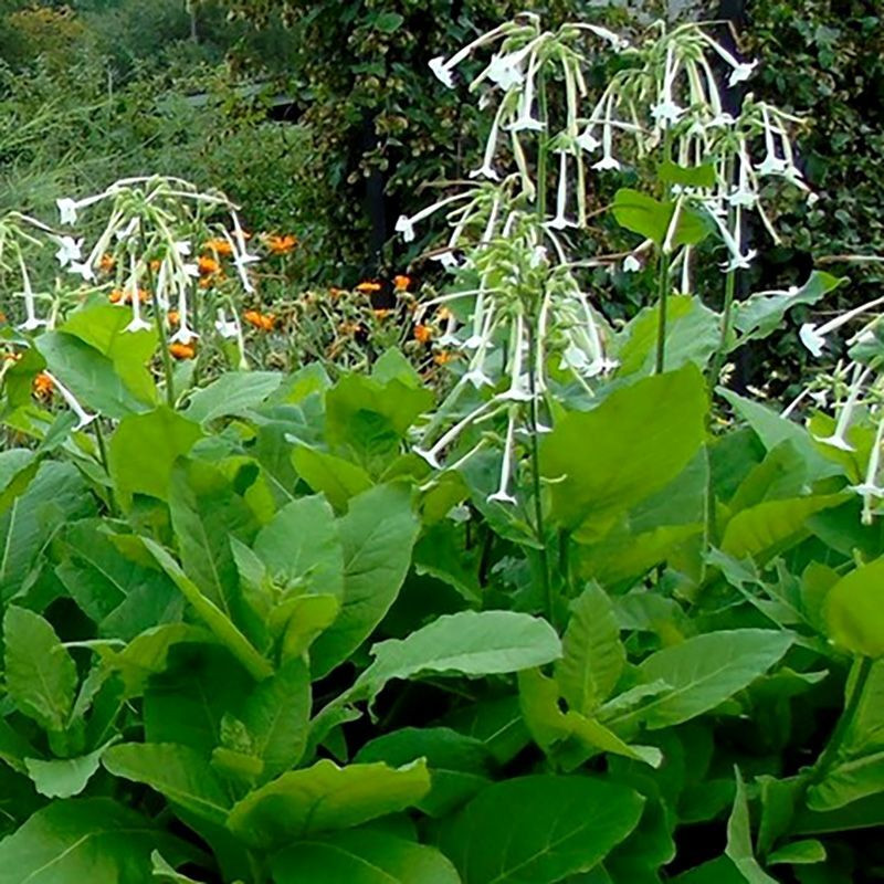 Tobacco seeds - Woodland - 50