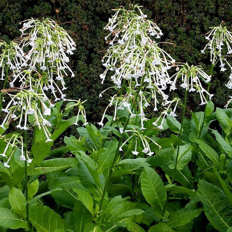 Tobacco seeds - Woodland - 50