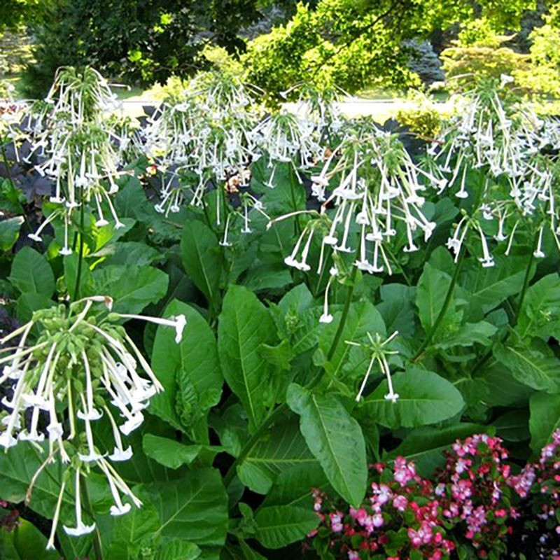 Tobacco seeds - Woodland - 50