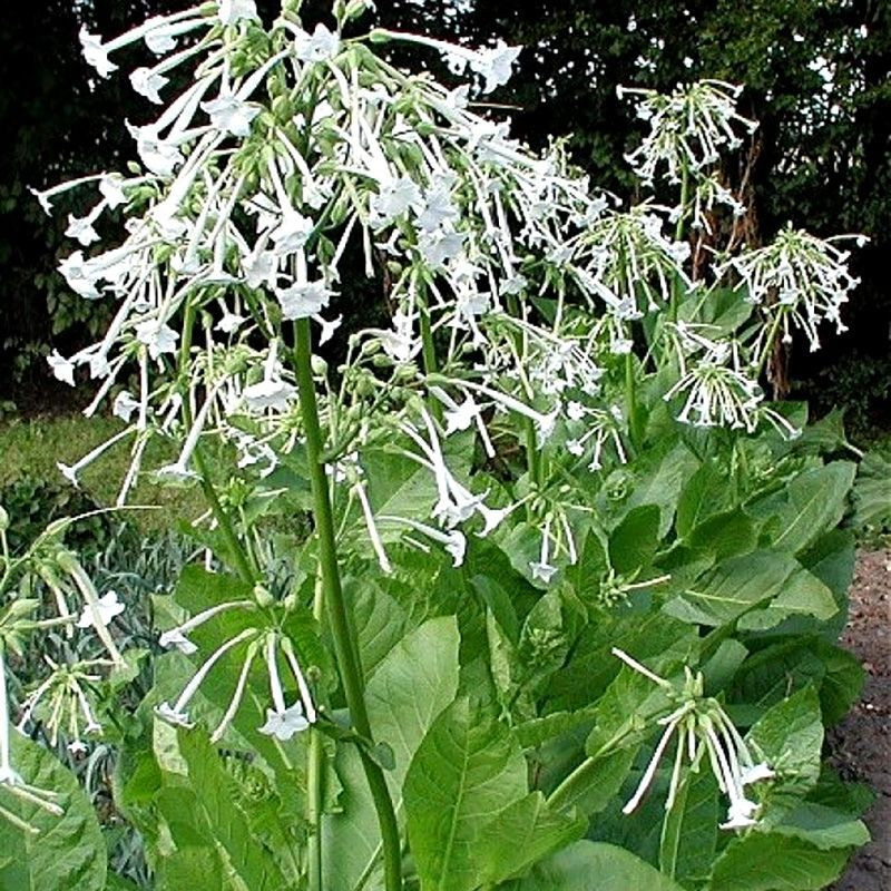 Tobacco seeds - Woodland - 50