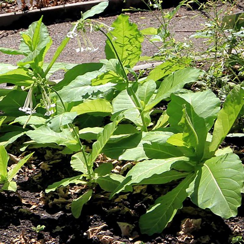 Tobacco seeds - Woodland - 50