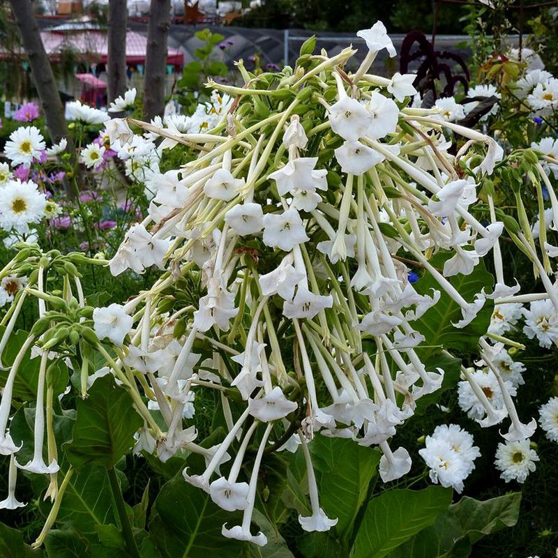 Tobacco seeds - Woodland - 50