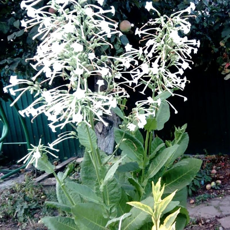 Tobacco seeds - Woodland - 50