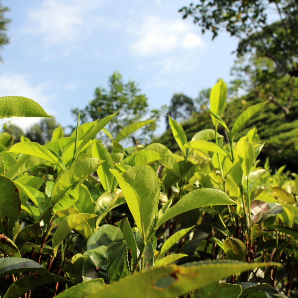 Tobacco seeds Tennessee Burley TN 19 - 100