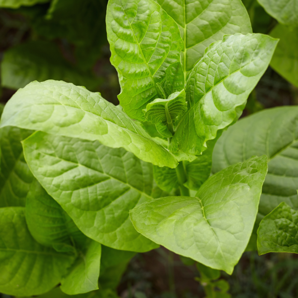 Tobacco seeds Tennessee Burley TN 19 - 300