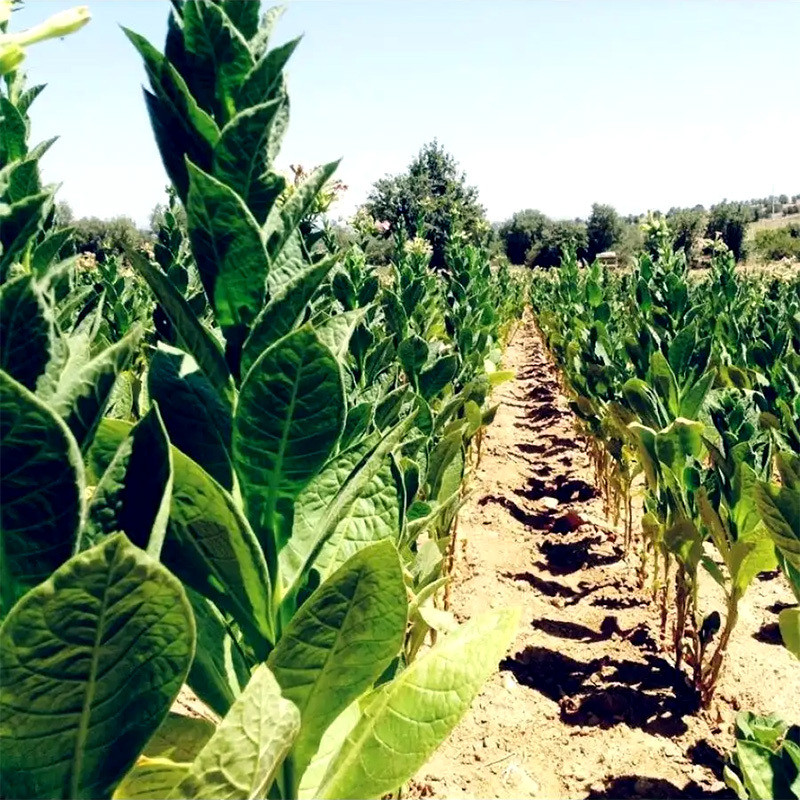 Tobacco seeds Tennessee Burley TN 19 - 300