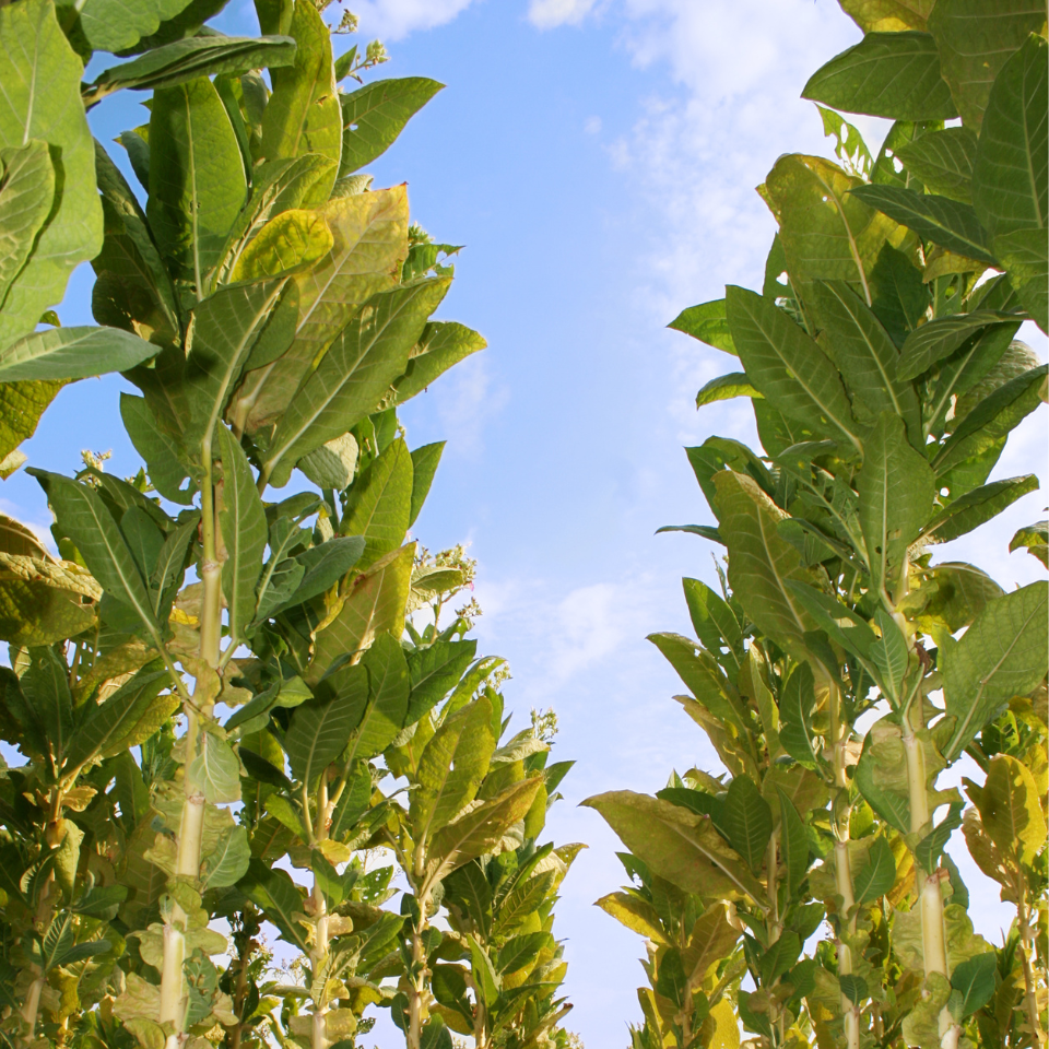 Tobacco seeds Tennessee Burley TN 19 - 300