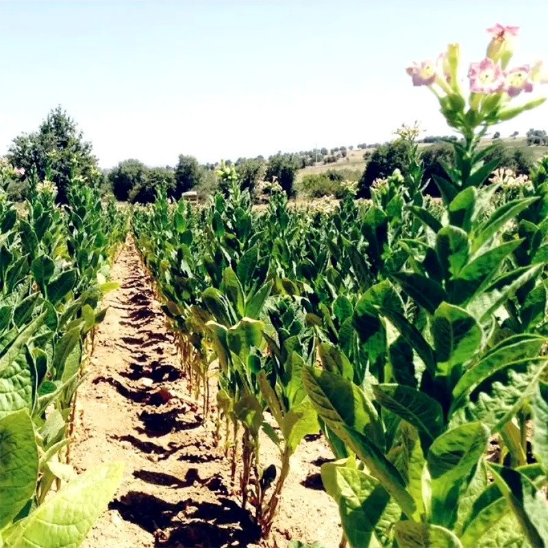 Tobacco seeds Tennessee Burley TN 19 - 300