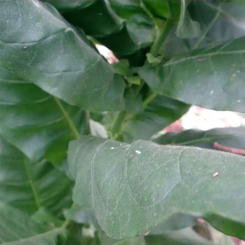 Tobacco seeds Tennessee Burley TN 19 - 300