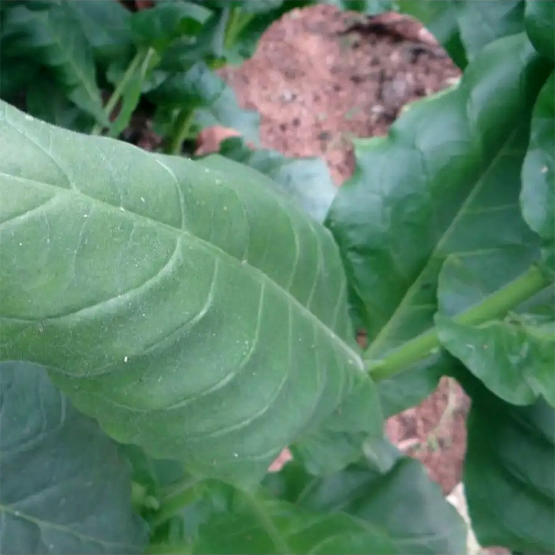 Tobacco seeds Tennessee Burley TN 19 - 300