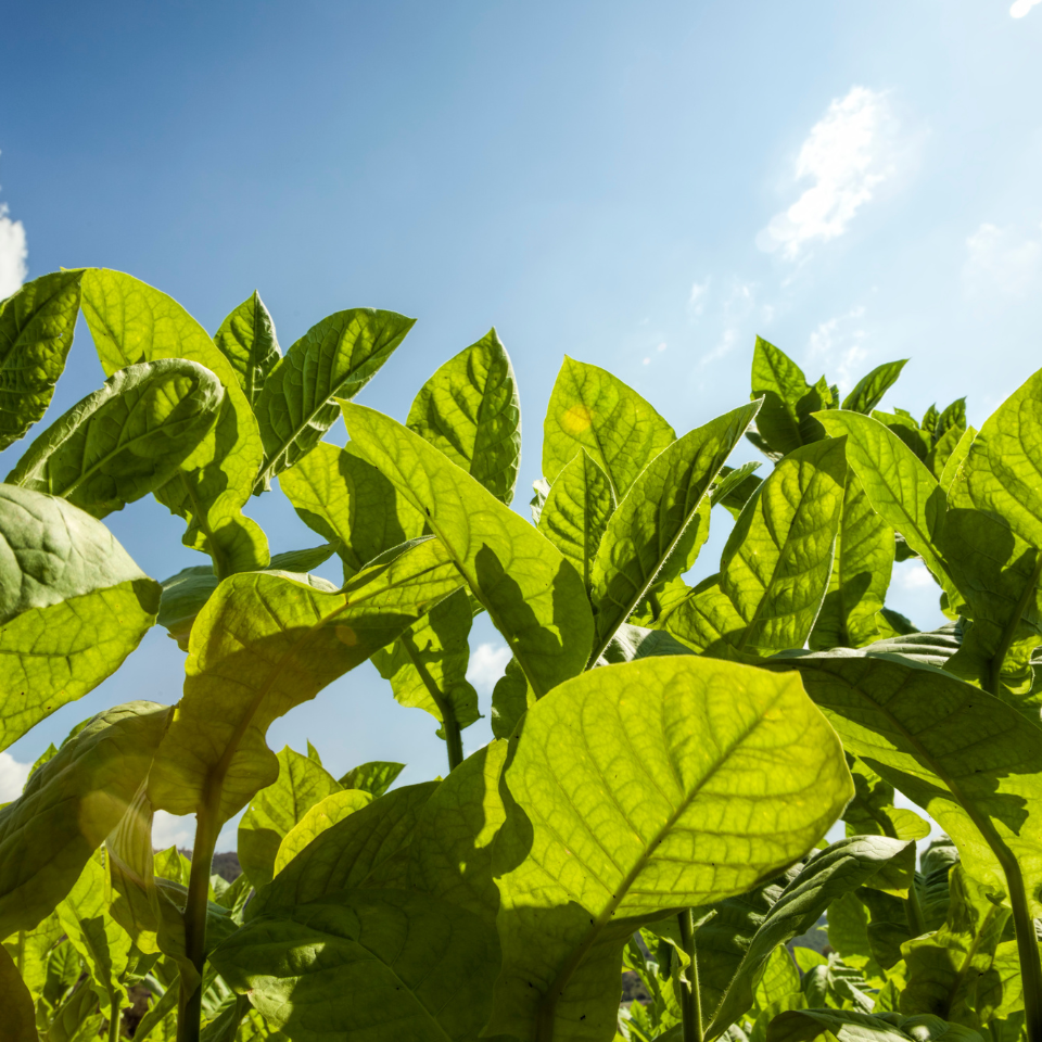 Tobacco seeds - Crymski Stepnoj (Crimean Steppe) - 100
