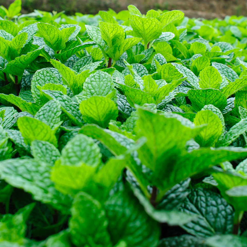 Tobacco seeds - Crymski Stepnoj (Crimean Steppe) - 100