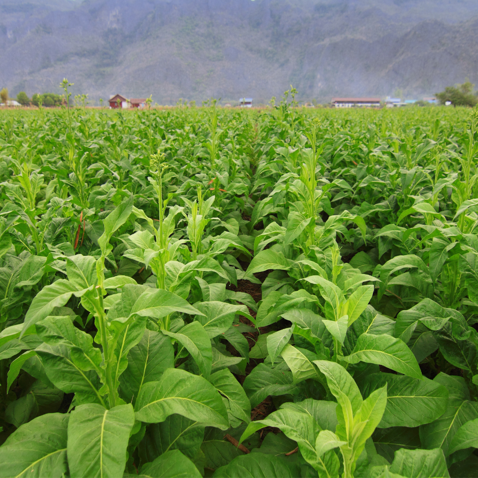 Tobacco seeds - Crymski Stepnoj (Crimean Steppe) - 100