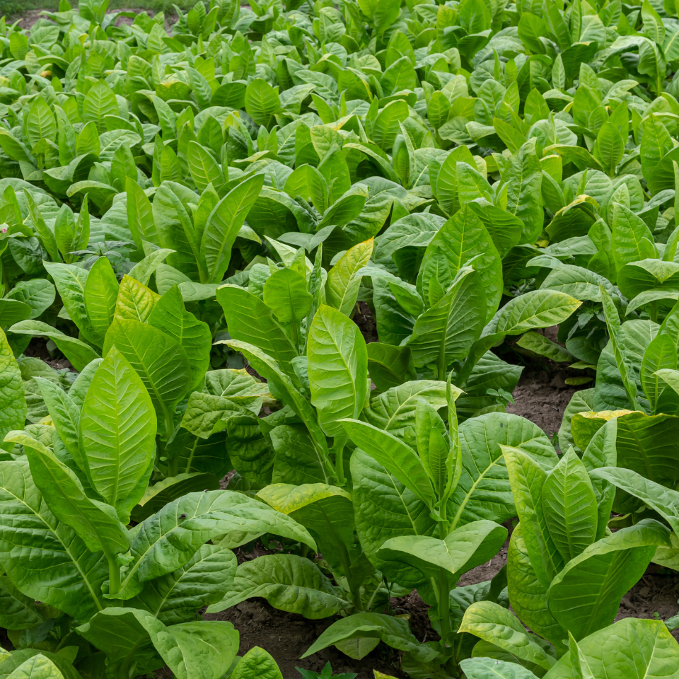 Tobacco seeds - Crymski Stepnoj (Crimean Steppe) - 100