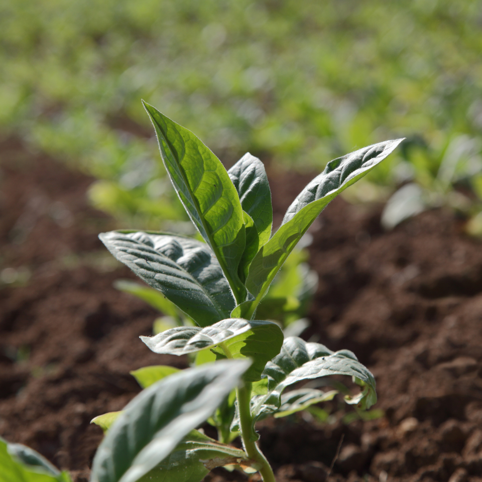 Tobacco seeds - Crymski Stepnoj (Crimean Steppe) - 100