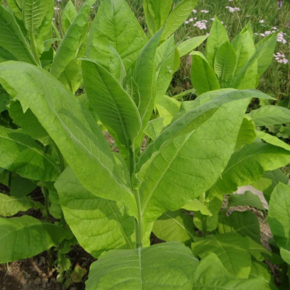 Tobacco seeds - Crymski Stepnoj (Crimean Steppe) - 100