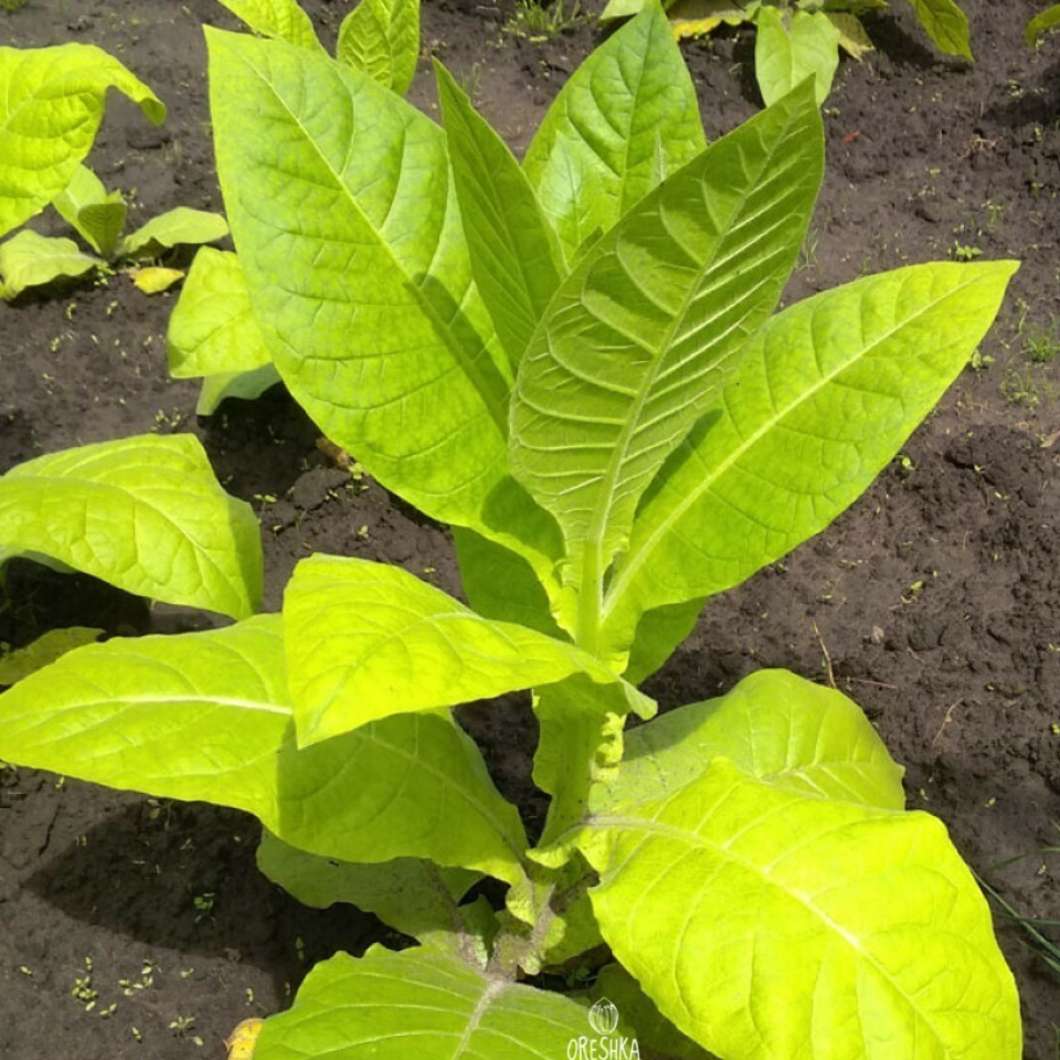 Tobacco seeds - Crymski Stepnoj (Crimean Steppe) - 100