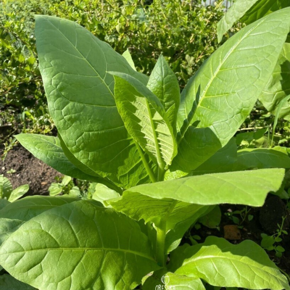 Tobacco seeds - Crymski Stepnoj (Crimean Steppe) - 100