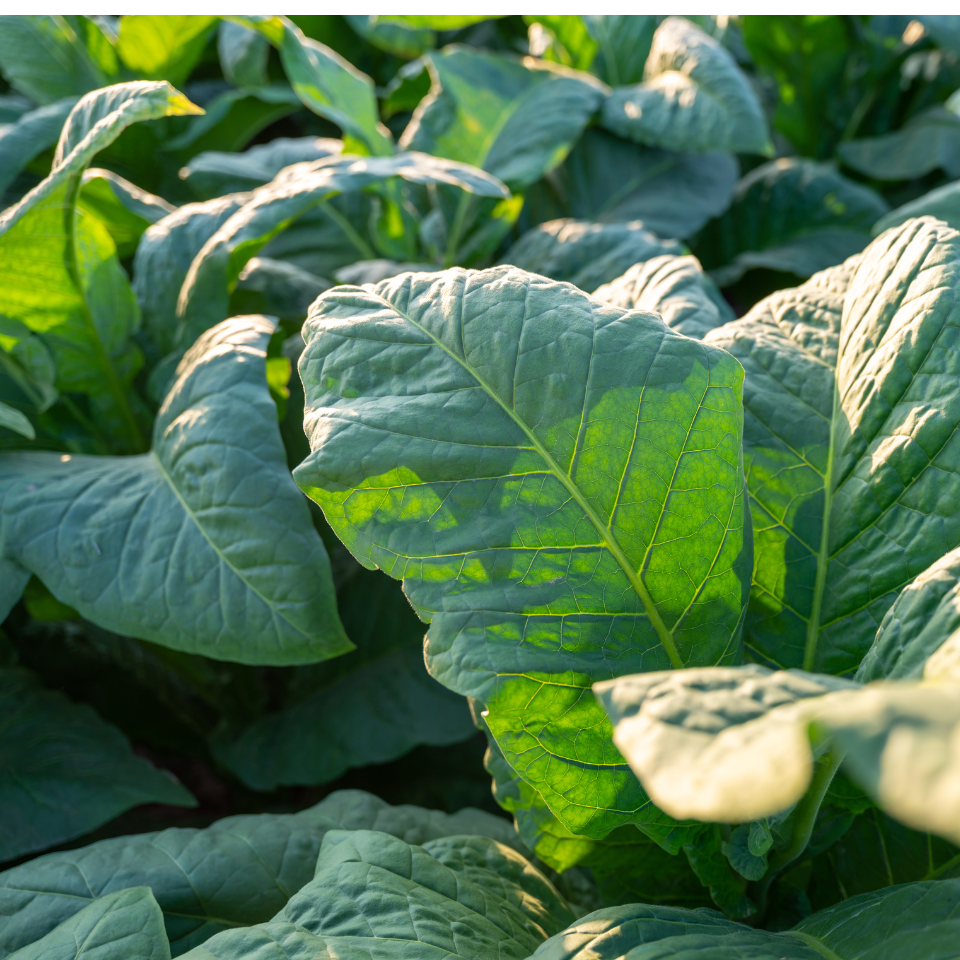 Tobacco seeds - Crymski Stepnoj (Crimean Steppe) - 100