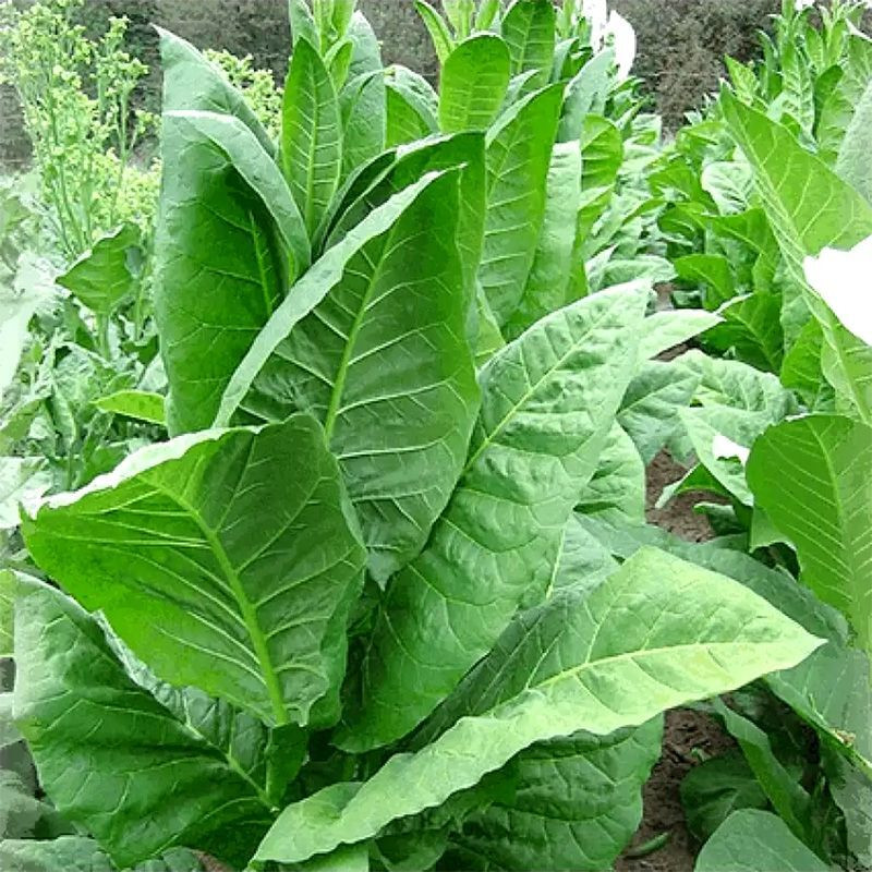 Tobacco seeds - Adonis - 100