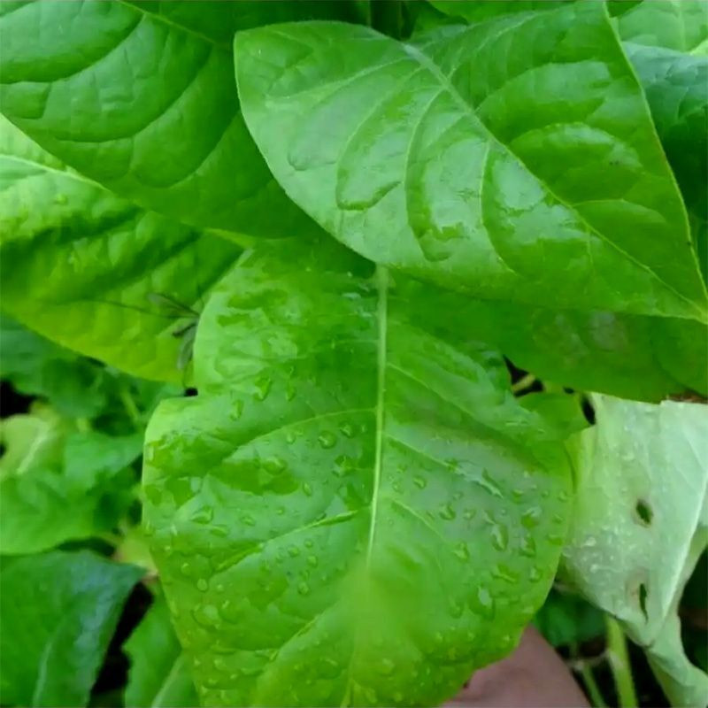 Tobacco seeds - Adonis - 100