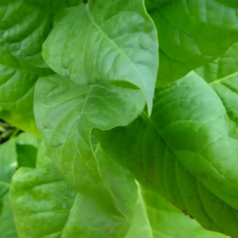 Tobacco seeds - Adonis - 100