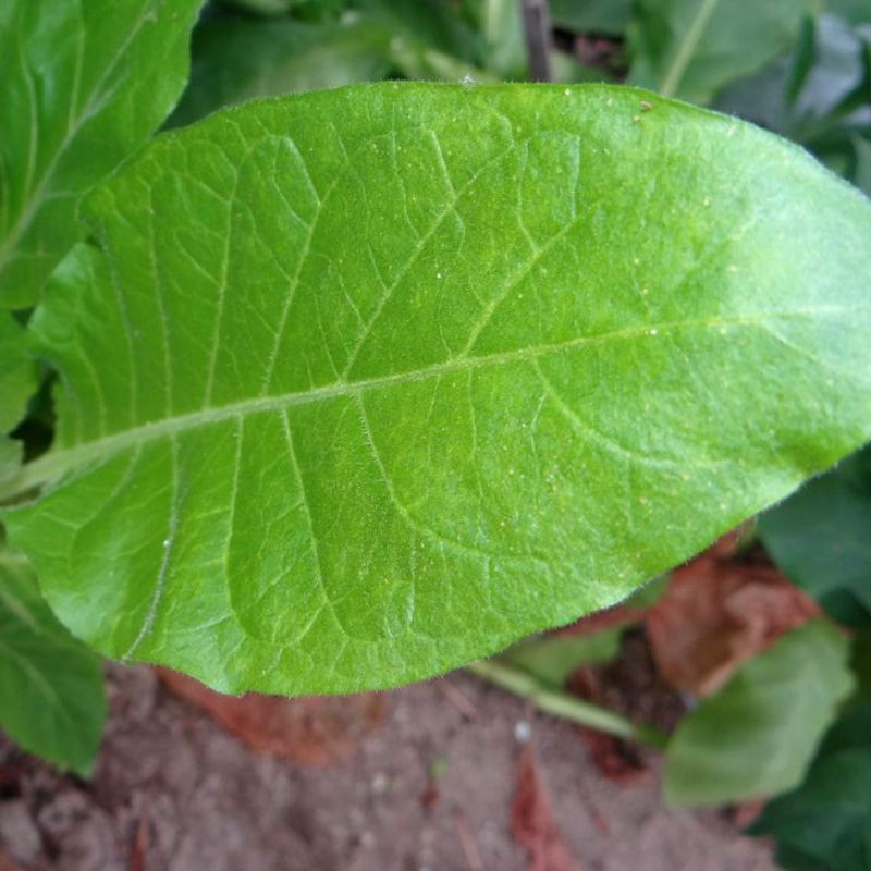 Tobacco seeds - Adonis - 100