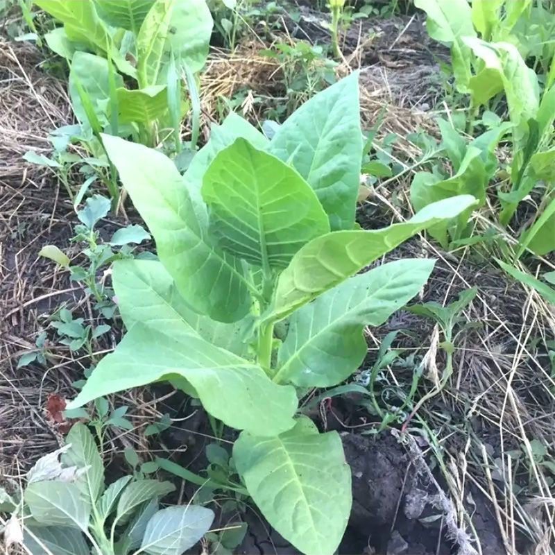 Tobacco seeds - Adonis - 100