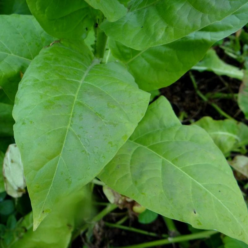 Tobacco seeds - Adonis - 100