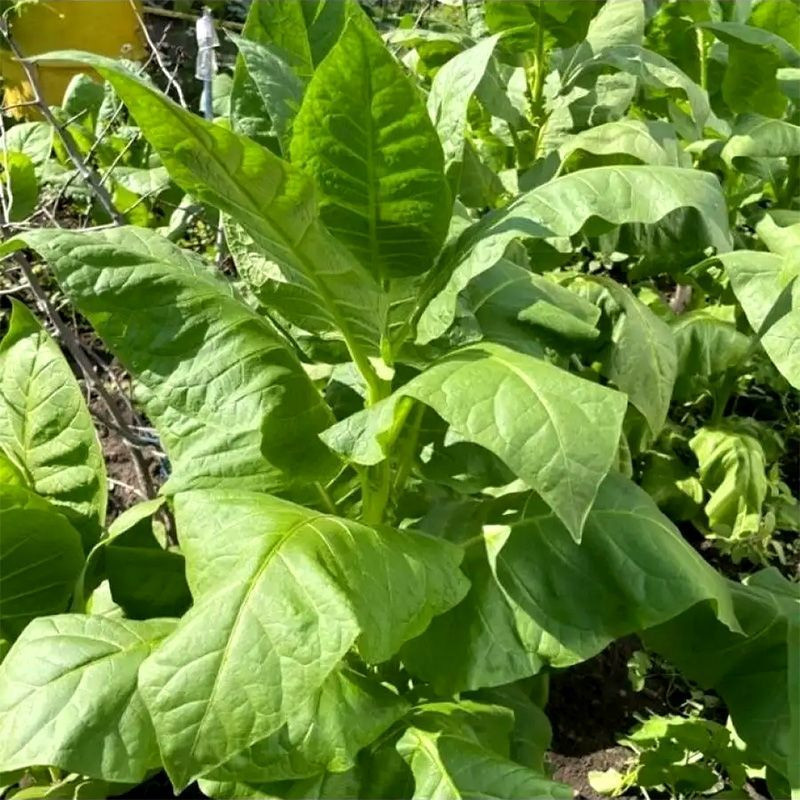 Tobacco seeds - Adonis - 100