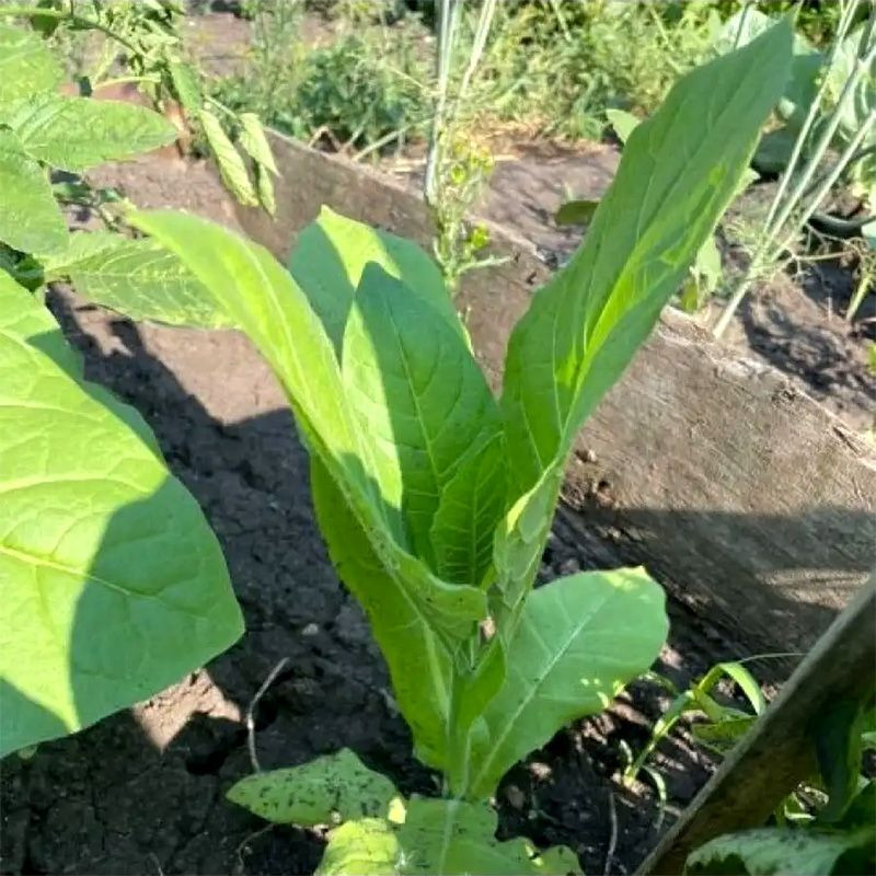 Tobacco seeds - Adonis - 100