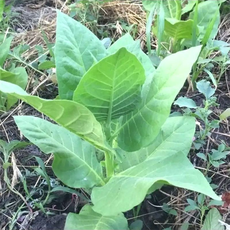 Tobacco seeds - Adonis - 100